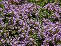 Thymus praecox IMG_0159 Macierzanka wczesna